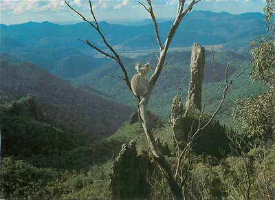 Koala — fotografado no Warrumbungle National Park, N.S.W., com o famoso "Bread Knife" no fundo — Bette's Photo