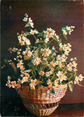 Jasmin — Foto G. Kostenko — Wydawca «Planeta»
