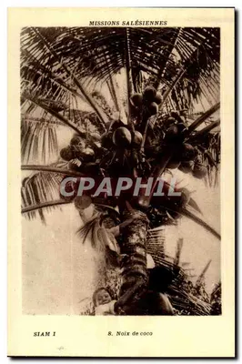 Siam I — Nozes de coco — Missões Salésias, série 8