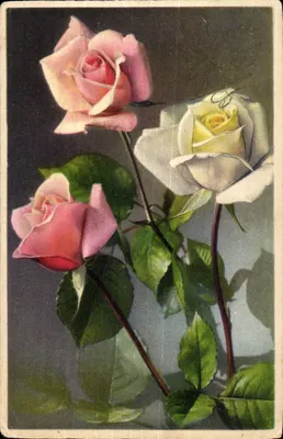Três rosas — ilustração colorida — Carta Postal