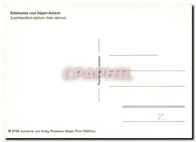 Edelweiss e asters alpinos — (Leontopodium alpinum, Aster alpinus) — Photohaus Geiger, Flims-Waldhaus, série M 3704 — Verso