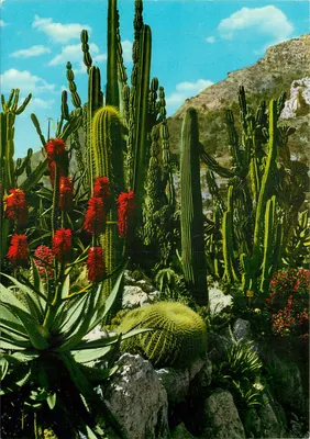 Jardim exótico — Principado de Mônaco — Éditions S.E.P.T.