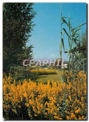Jardim com flores amarelas — vista de Thille, Suíça — foto e verlag H. Rieser, n° 323