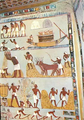 Pinturas murais na tumba de Menna — Editor AL-AHRAM, n° 747.23