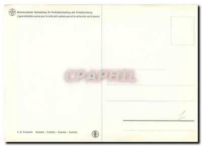 Kamélia — ilustracja botaniczna — A. M. Trechalin — Rewers