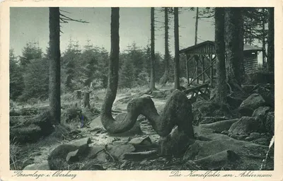 Die Kämmelfichte am Ahlhermann — Braunlage i. Oberharz — Orig.-Aufnahme u. Verlag H. Bode Nr. 102