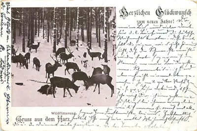 Alimentação de cervos — Saudações do Harz — B. Angerhausen, Wernigerode