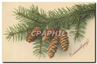 Galho de pinheiro com cones — Weihnachtsgruß — Parthenolidelinde v. Merlin Bonnai & Co. / Bautzner Straße, Bautzgurt