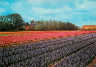 Campos de tulipas e jasmins — paisagem holandesa — n°0302