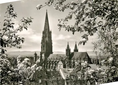 Freiburg im Breisgau — vista da catedral vista a partir de um parque florido — Verlag Karl Albert, Freiburg i. Br., Nr. 5521