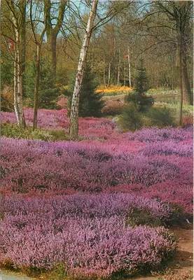 Jardim de Keukenhof — Lisse-Hollande — Drukk. L. Blok