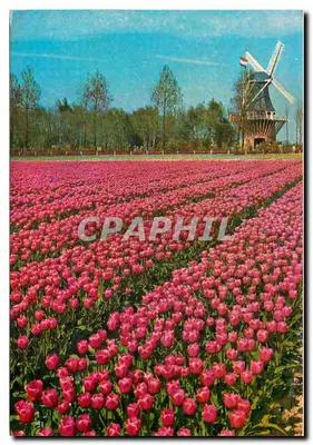 Campo de tulipas rosa — moinho de vento — Keukenhof, Lisse-Holanda — editor L. Blok