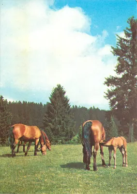 Cavalos e potro em um campo — Freiberger Muttorstulen — Stiftung für das Pferd