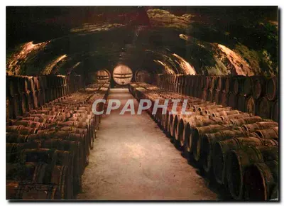 Cave de Vignes — Cave Bourguignonne — Foto R. Moisy