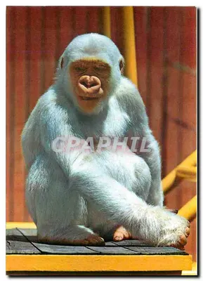 Macaco branco — Parque Zoológico «Copito de Nieve» — Fotocianía A. Campaña, Barcelona, n° B. 017