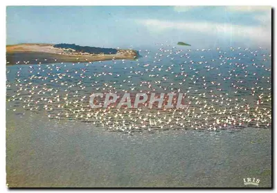 कैमार्गू से गार्डियन के साथ — कैमार्गू में फ्लैमंट रोज़ के उड़ान का एयर व्यू — प्रकाशक आईआरआईएस