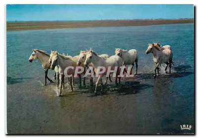 कैमार्गू साथ गार्डियन्स — 13.200/166 — प्रकाशक जी. गैंडिनी, मास्को