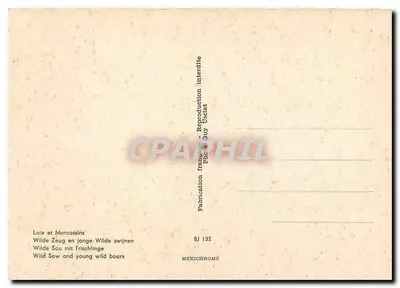 Laie e Marcassins — Wild Sow and young wild boars — Foto Guy Usolat, BJ 132 — Verso