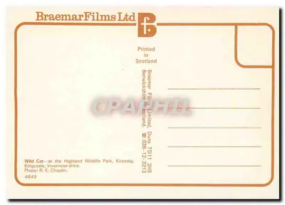 Gato selvagem — no Highland Wildlife Park, Kinross-shire — Braemar Films Ltd, n° 4649 — Verso