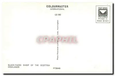 Ovelhas com cara preta das Highlands Escocesas — St. Ives, Huntingdon — Colourmaster International GS 560 — Verso