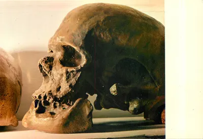Les Eyzies (Dordogne) — Museu de Pré-História — Crânio tipo da raça Cro-Magnon — Edições Théolojac, Limoges