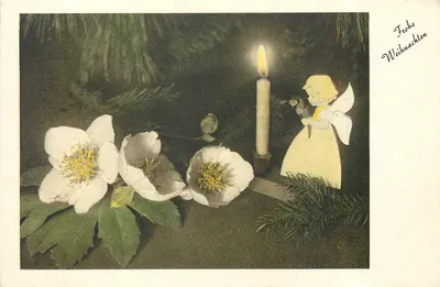 Hellebores e anjo — Natura — série 644 n° 4