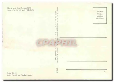 Jungstörche bei der Fütterung — Motiv aus dem Burgenland — Rau-Color, P 240 — Verso