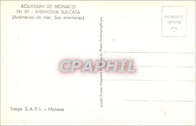 Anémonias do mar — Anemonia sulcata — Tiragem S.A.P.I. - Mônaco — Verso