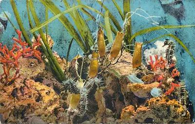 Aquário de Mônaco — Hippocampus guttulatus e ovos de tubarões — Clichê Trabut, editor A.D.I.A. Nice, n° 010