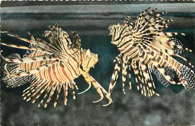 Duas peixes-leões — Aquário de Mônaco — Tirage S.A.P.I. - Mônaco