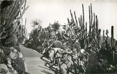 Jardim exótico — Principado de Mônaco — Edições S.E.P.T. - Nice
