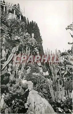 Jardim exótico — Principado de Mônaco — Edições S.E.P.T., Nice