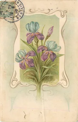 Iris — flores violetas — AKMS N°266