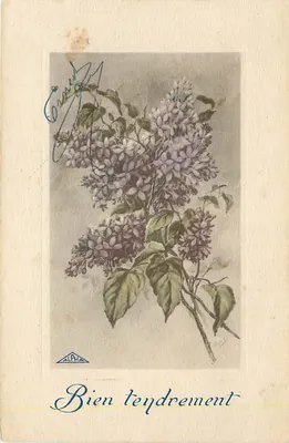 Lilas — flor — ALPHA, série N°27