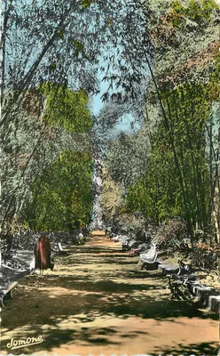 Avenida dos Bambus em Argel — Editor Jomone, n° 182 H