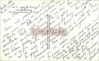 Avenida dos Bambus em Argel — Editor Jomone, n° 182 H — Verso