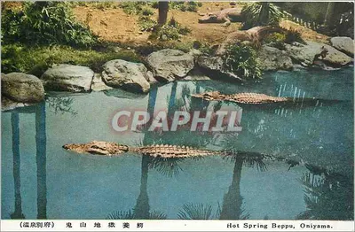 Fonte Quente de Beppu, Oniyama — Crocodilos em uma piscina