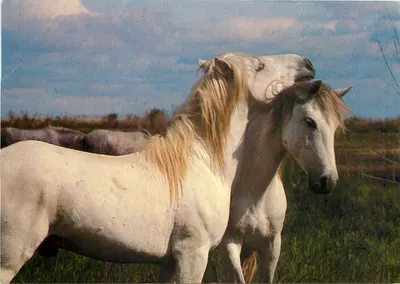 Dois cavalos brancos — A Camargue — edições da França