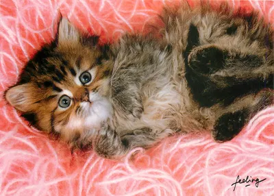 Gatinho ruivo e preto — sobre fundo rosa — Feeling
