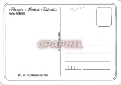Biała róża — odmiana Meilland — Rosa Meilland Richardier — Rewers