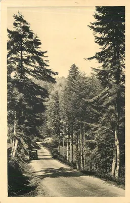 Estrada florestal — vista de La Louvesc