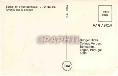 Portugalski pies ocalony — taki, który ma szczęście — FIPA — Rewers