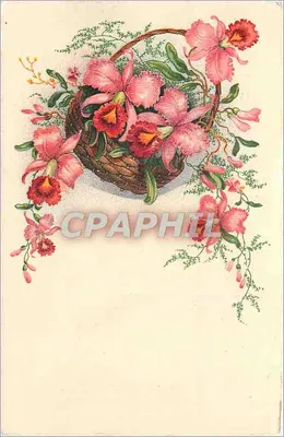 Arranjo de orquídeas rosas — em um cesto — Impressora M.D. Paris, série n°3075