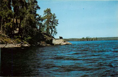 Ursinho preto do Michigan — Lagos da Península Superior — Publicado pela Superior Post Card Co., Ishpeming, Mich. — n° 500