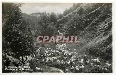 Winterberg (Sauerland) — Rebanho de cabras no Orketal — J.G.F. No. 1278