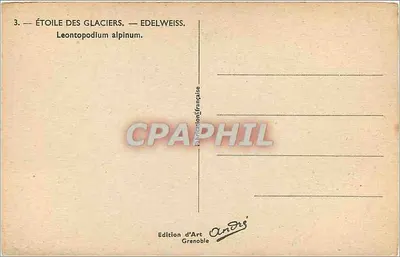 Estrela dos glaciares — Edelweiss — Leontopodium alpinum — Edição de Arte Grenoble — Verso