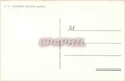 Narcissus Bicolor — Jonquile — Wydawnictwo Oddoux — Rewers