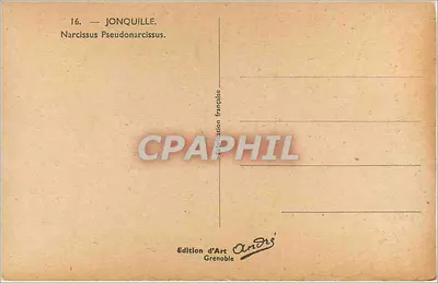 Jonkvrouw — Narcissus Pseudonarcissus — Édition d'Art André, Grenoble — Achterkant