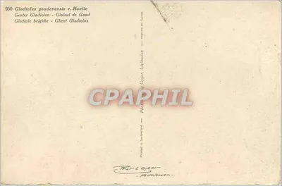 Gladiolus gandavensis v. Houtte — Gladiolus belga — Photo Oyger, Adelboden — Verso