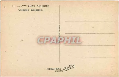 Cyclamen Europy — Cyclamen europaeum — Wydawnictwo Artystyczne Grenoble — Rewers
